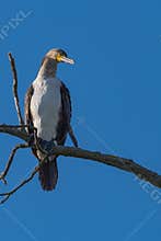 Cormorant on a Branch Enjoying the Beautiful Autumn Morning