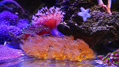 parazoanthus polyp colony on glass bottom, yellow crust sea anemone in laminar current, healthy animal soft coral collection, nano