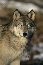 Grey wolf, Canis lupus