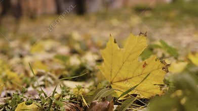 autumn maple leaf slowly moving. Ground covered with dry autumnal foliage. fallen leaves as background.