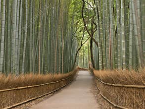 Kyoto Bamboo grove