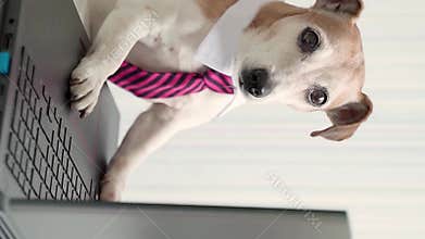 Cute dog wearing tie and white collar office style working with laptop