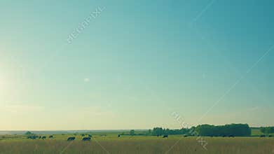 Cows On Pasture In Nature. Panoramic View Of Black Cow On Green Grass. Blue Sky And Cows.