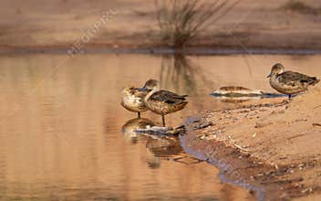 Grey teal ducks resting on the shore of a waterhole