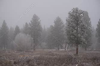 Trees in winter frozen fog and snow