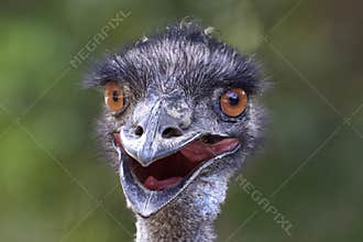 Funny photo of emu close up