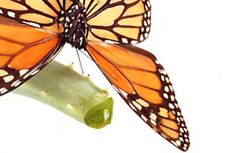 Butterfly on aloe vera plant