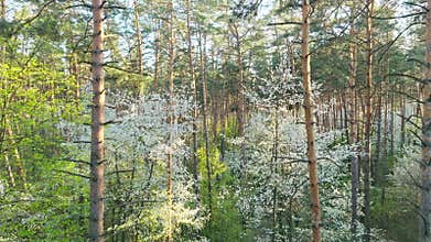Sunny flower spring blooming wild forest sky nature summer