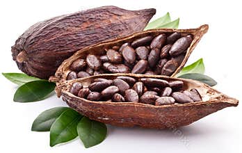 Cocoa pod