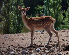 deer, eastern, Cervus nippon, animal, female, wildlife, nature