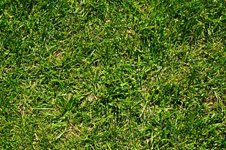 Green grass nature background, natural texture of plant in close-up