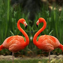 Flamingo love talk