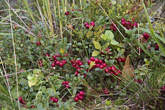 Lingonberry bushes in grass. Close up