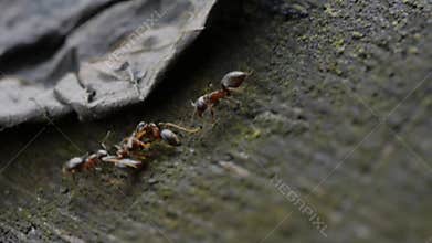 Dead body ants being carried by other ants
