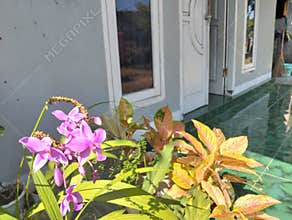 beautiful flowers in my yard