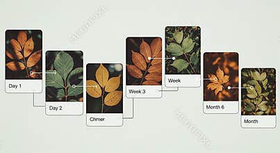 Autumn leaves changing colors over time sequence fall