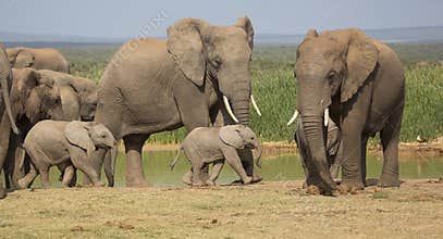 Elephant herd with 2 tiny babies
