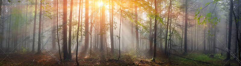 Magic Carpathian forest at dawn
