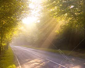 Dreamy forest road. Dawn or Dusk.