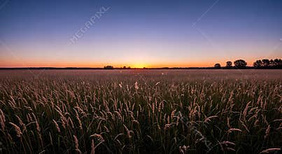 Tall grass field at sunset with orange sky and purple gradient image