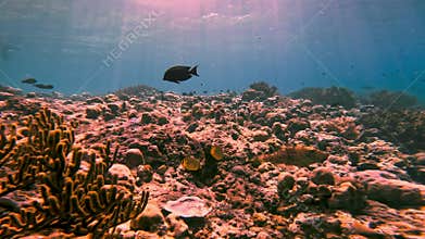 Marine Fishes in Coral Reef Nature Swimming in Blue Sea Water of Tropical Ocean