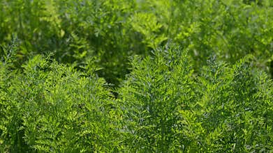 The vibrant green carrots foliage found in nature represents life and growth in a beautiful way