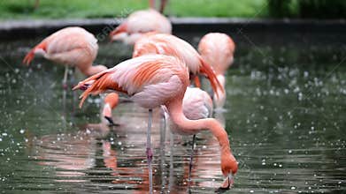 Red and Chilean flamingo