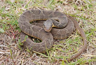 Nerodia erythrogaster