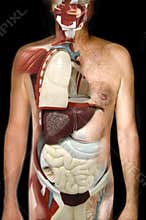 Internal organs