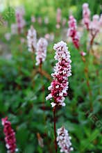 Polygonum Affine Darjeeling Red Flower Close-Up in Garden