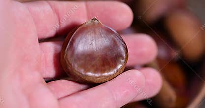 a hard edible chestnut fruit in a brown shell on a