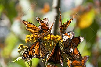 Monarch Butterfly Biosphere Reserve, Mexico