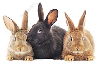Rabbits