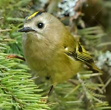 Goldcrest (Regulus regulus) perched on branch