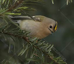 Goldcrest (Regulus regulus) perched on branch
