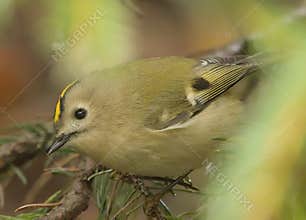 Goldcrest (Regulus regulus) perched on branch