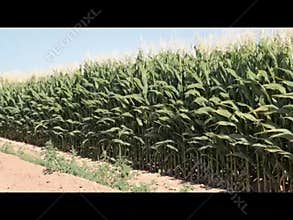 Corn Field On A Windy Day