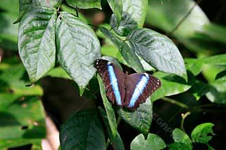 Blue butterfly : a Morpho's species, French Guiana