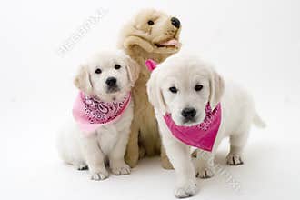 Cute puppies