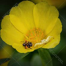 A crab spider crouches in a yellow flower next to a native bee that it has subdued.