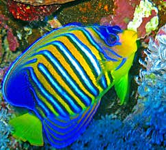 Fish in the water