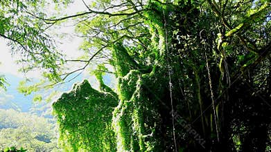 Amazonian rainforest, Brazil