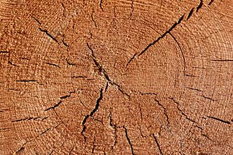 Old Tree Cross Section
