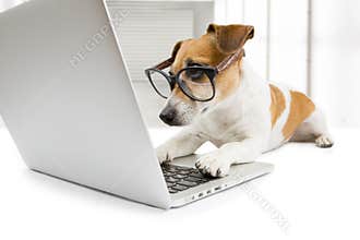 Smart dog working with pc