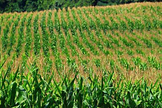 Corn Field
