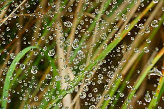 Raindrops sparkle in spiderweb in garden by blurred background