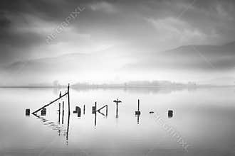 Cormorants in the Mist