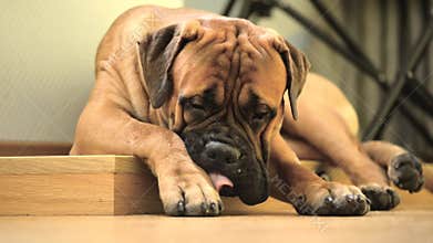 Pet dog bullmastiff