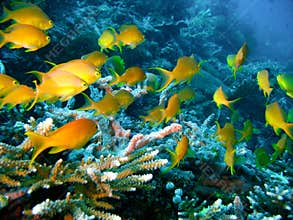Tropical coral reef fish