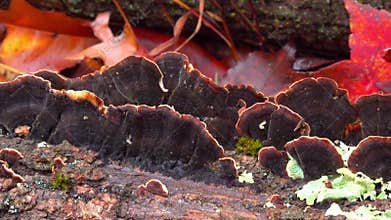 Wood-decaying fungi red-brown hymenochaete (Hymenochaete rubiginosa)